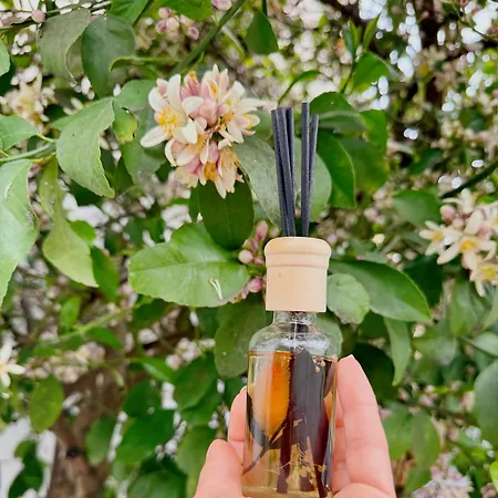 Orange Tree House * Tirana